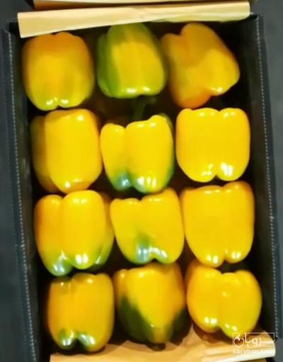 فروش فلفل دلمه ای