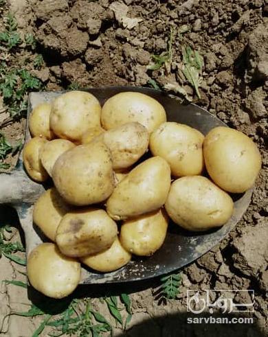 فروش سیب زمینی
