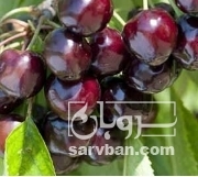 فروش گیلاس تکدانه و مشهدی