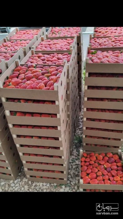 فروش توت فرنگی صادراتی