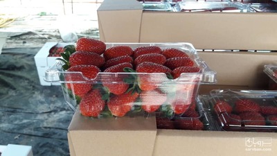 فروش توت فرنگی صادراتی