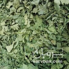 فروش کرفس خشک