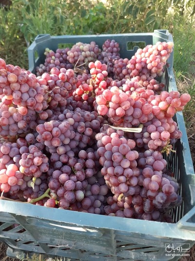 فروش انگور یاقوتی