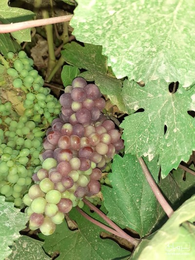 فروش انگور