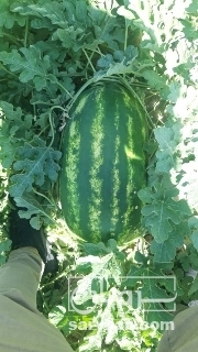 فروش هندوانه بیضی بالای ۶ کیلو