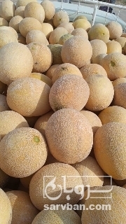 فروش خربزه احمدی فله و بسته بندی