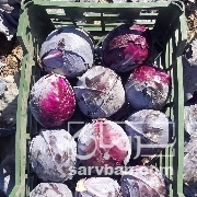 فروش کلم قرمز