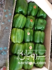 فروش فلفل دلمه ای سبز گلخونه‌ای