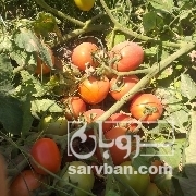 فروش گوجه فرنگی بوته ای