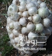 فروش پیاز سفید درجه یک دزفول