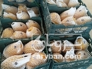 فروش خربزه راک فارس