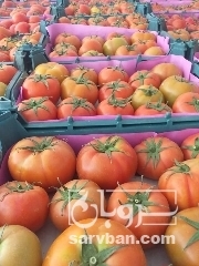 فروش گوجه گلخونه‌ای