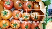 فروش گوجه دافنیس ۸۰ گرم ب بالا