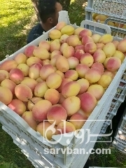 فروش زردآلوی تخم مرغی روزانه