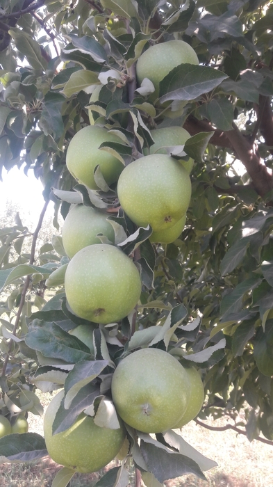 فروش سیب سبز gran smith