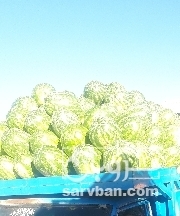  خرید هندوانه