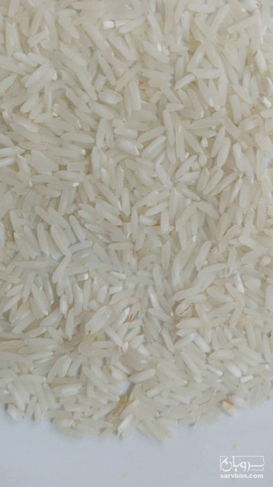 فروش برنج فجر