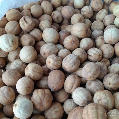 فروش لیمو خشک