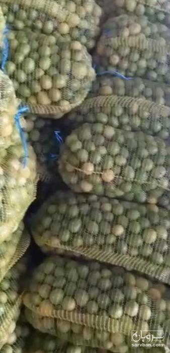 فروش لیموترش