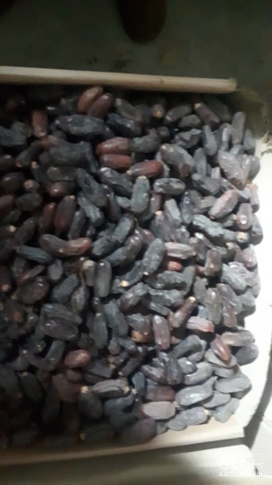 فروش خرمای ربی بم