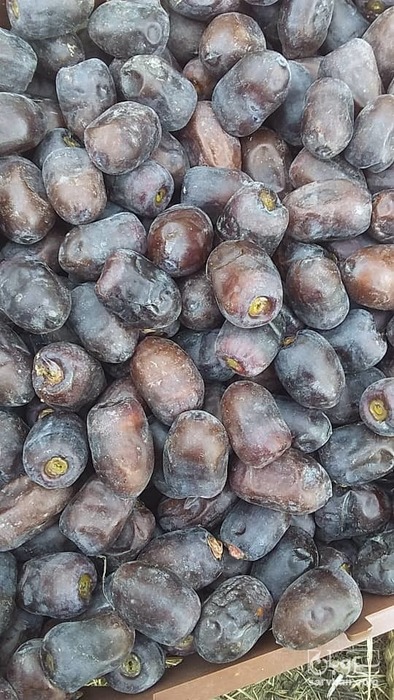 فروش خرما مضافتی بم