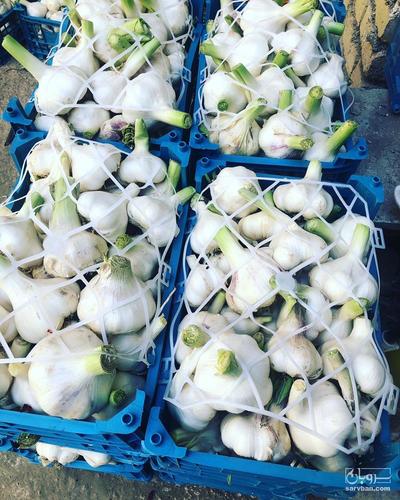 فروش سیر تازه صادراتی