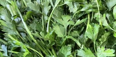 فروش جعفری صادراتی