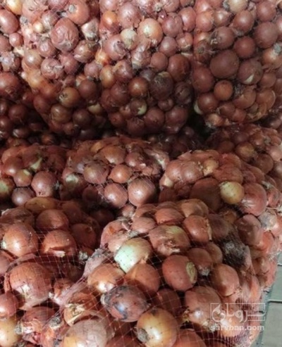 فروش پیاز زرد