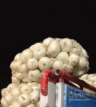 فروش پیاز سفید