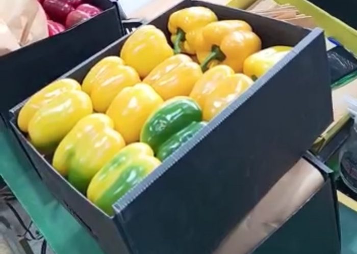 فروش فلفل دلمه ای