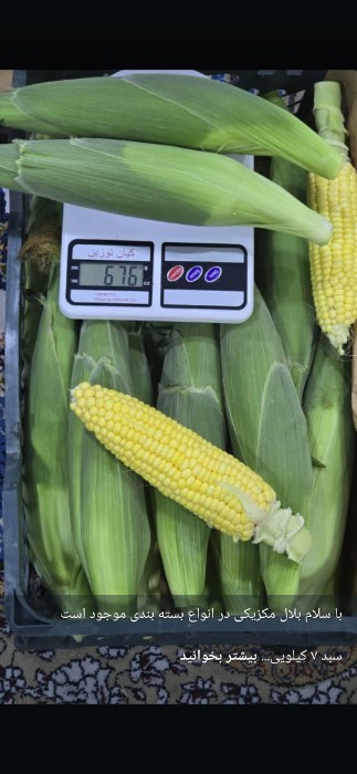 فروش ذرت