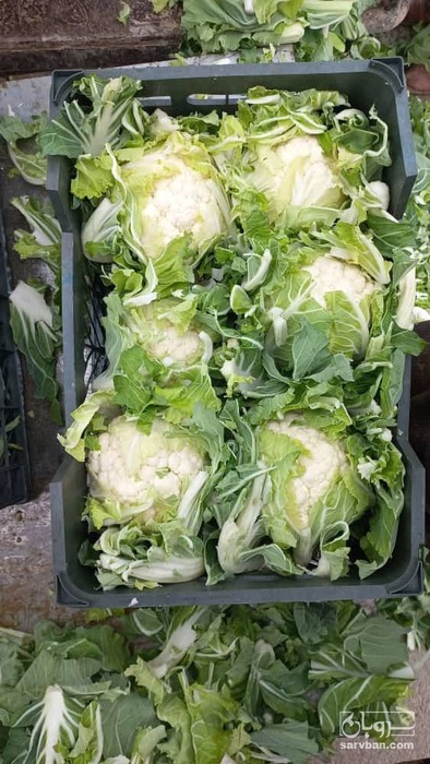 فروش گل کلم