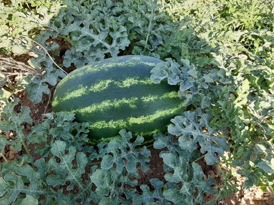 فروش هندوانه