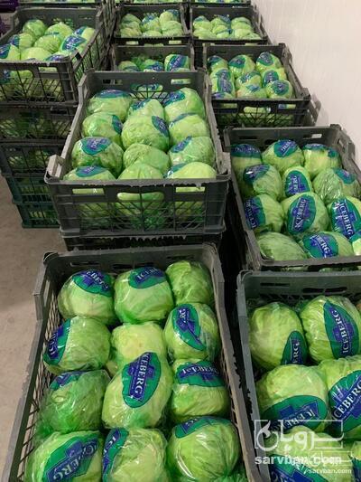 فروش کاهوآیسبرگ