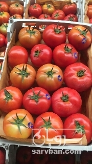 فروش گوجه فرنگی