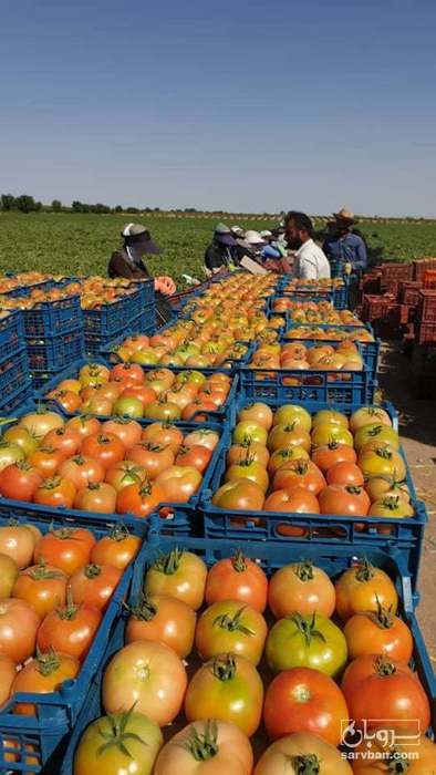فروش گوجه فرنگی