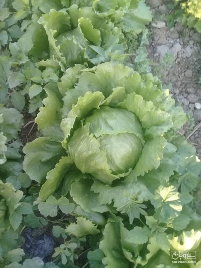 فروش کاهوآیسبرگ