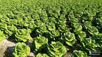 فروش کاهو رومانو