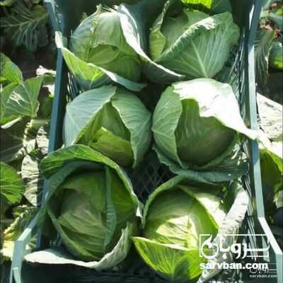 فروش کلم پیچ