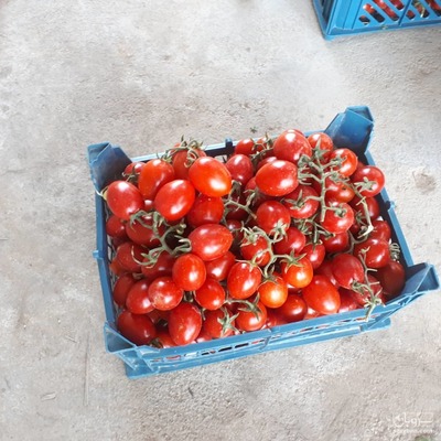 فروش گوجه فرنگی گیلاسی