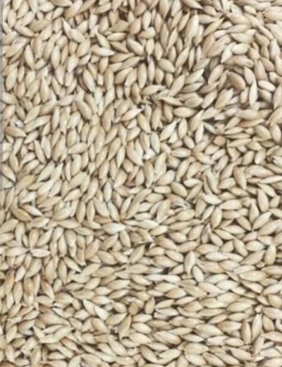 فروش  کتان زرد طلایی