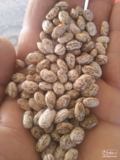 فروش لوبیا چیتی