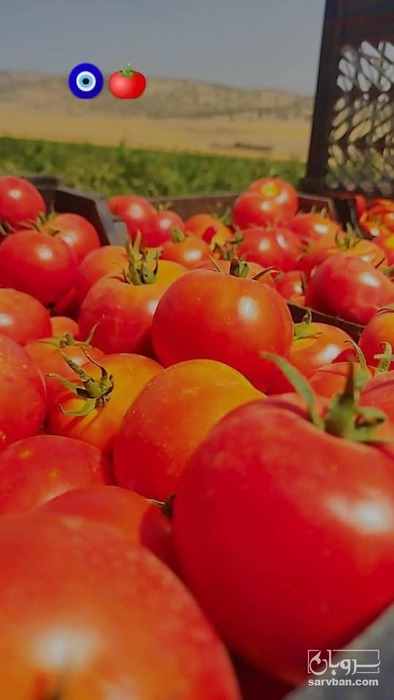 فروش گوجه فرنگی 8320
