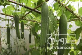 خرید خیار گلخانه ای
