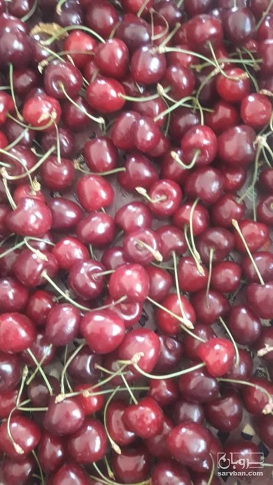 فروش گیلاس درجه یک مشهدی