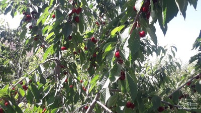 فروش گیلاس درجه دو مشهدی