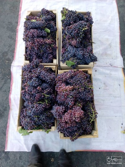 فروش انگور