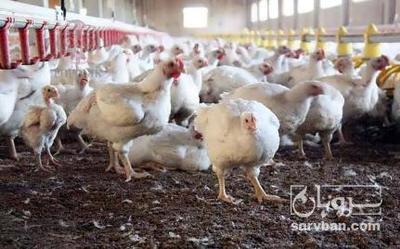 فروش کود حیوانی