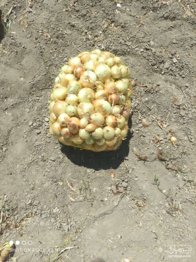 فروش پیاز زرد