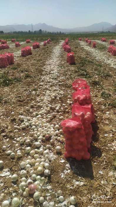 فروش پیاز سفید